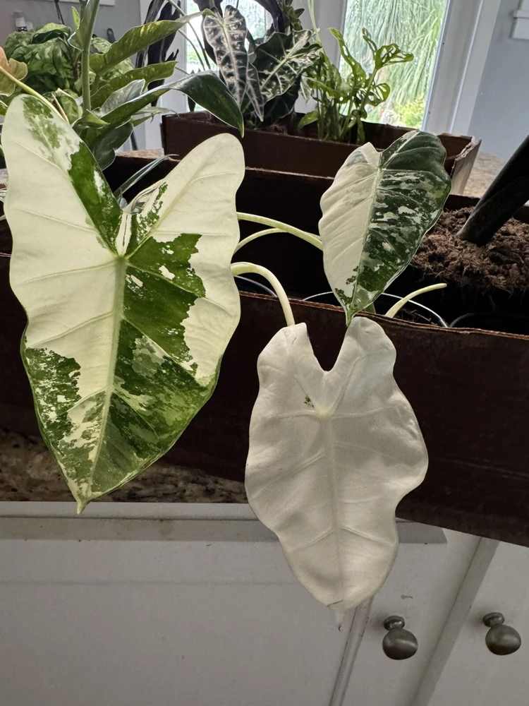 Alocasia Frydek Variegated Live Plant - Rare Indoor Houseplant - Image 3