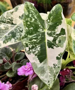 Alocasia Frydek Variegated Live Plant - Rare Indoor Houseplant - Image 1