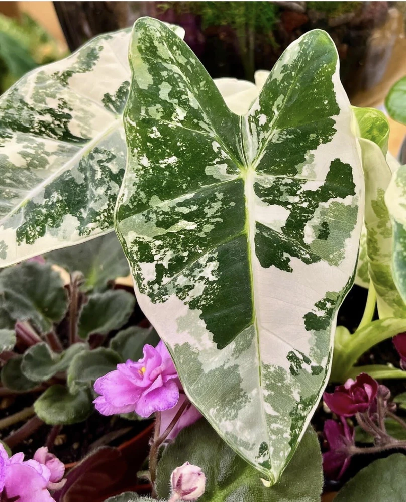 Alocasia Frydek Variegated Live Plant - Rare Indoor Houseplant - Image 1