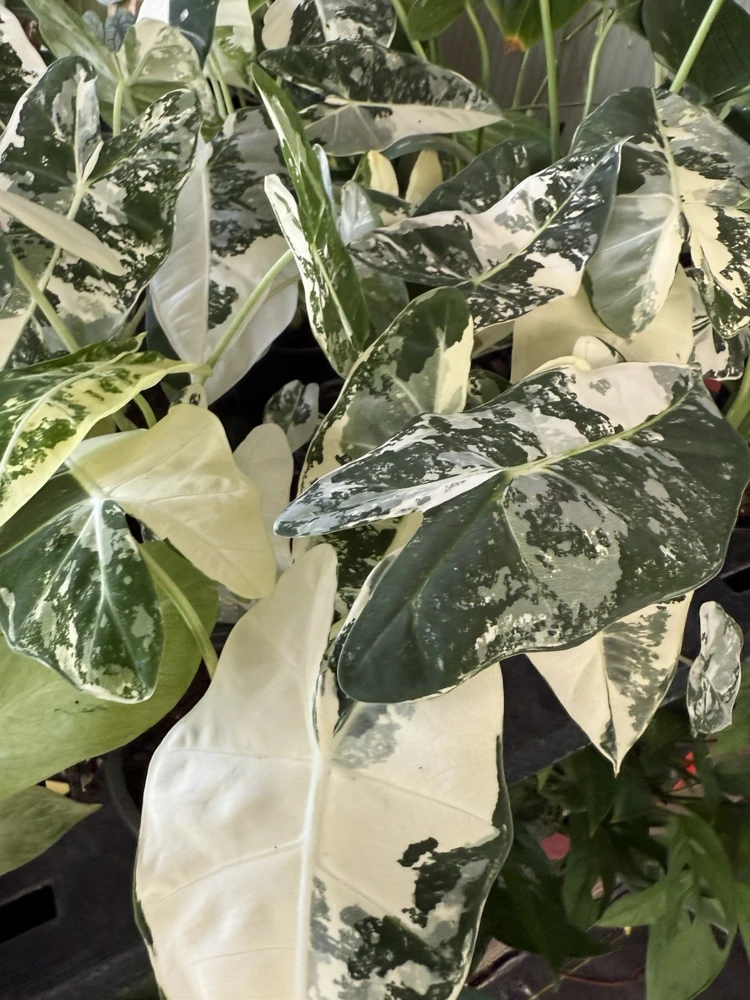 Alocasia Frydek Variegated Live Plant - Rare Indoor Houseplant - Image 5