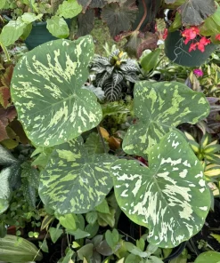 Alocasia Hilo Beauty Live Plant - Variegated Elephant Ear Houseplant - Image 2