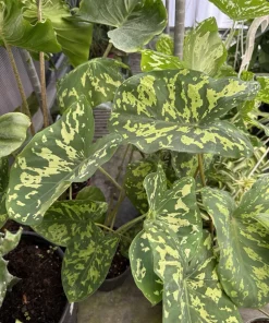 Alocasia Hilo Beauty Live Plant - Variegated Elephant Ear Houseplant - Image 3