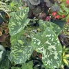 Alocasia Hilo Beauty Live Plant - Variegated Elephant Ear Houseplant - Image 1