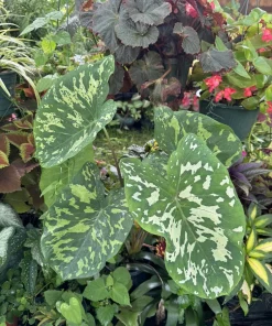 Alocasia Hilo Beauty Live Plant - Variegated Elephant Ear Houseplant - Image 1