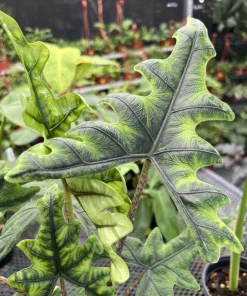 Alocasia Jacklyn Live Plant - Rare Elephant Ear Houseplant Indoor - Image 2