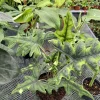 Alocasia Jacklyn Live Plant - Rare Elephant Ear Houseplant Indoor - Image 1
