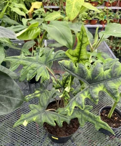 Alocasia Jacklyn Live Plant - Rare Elephant Ear Houseplant Indoor - Image 1