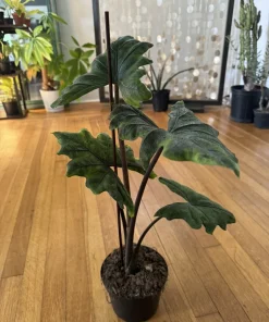 Alocasia Jacklyn Live Plant - Rare Tropical Houseplant for Indoor Decor - Image 2