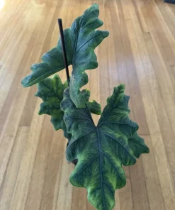 Alocasia Jacklyn Live Plant - Rare Tropical Houseplant for Indoor Decor - Image 3