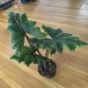 Alocasia Jacklyn Live Plant - Rare Tropical Houseplant for Indoor Decor - Image 1