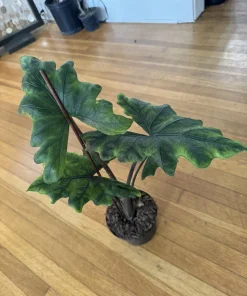 Alocasia Jacklyn Live Plant - Rare Tropical Houseplant for Indoor Decor - Image 1