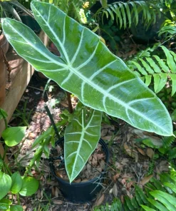Alocasia Longiloba Live Plant - Rare Dragon's Tooth Elephant Ear Houseplant - Image 2