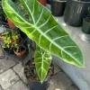 Alocasia Longiloba Live Plant - Rare Dragon's Tooth Elephant Ear Houseplant - Image 1