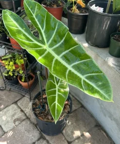 Alocasia Longiloba Live Plant - Rare Dragon's Tooth Elephant Ear Houseplant - Image 1