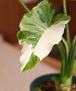 Alocasia Macrorrhiza Variegated Live Plant - Rare Giant Elephant Ear - Image 2