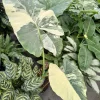 Alocasia Macrorrhiza Variegated Live Plant - Rare Giant Elephant Ear - Image 1