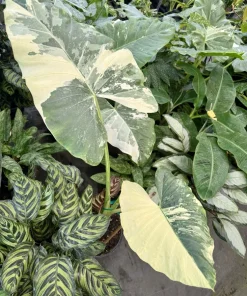 Alocasia Macrorrhiza Variegated Live Plant - Rare Giant Elephant Ear - Image 1