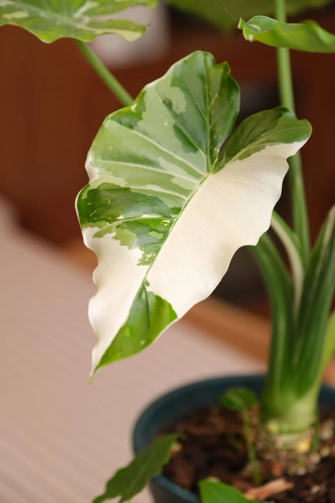 Alocasia Macrorrhiza Variegated Live Plant - Rare Indoor Plant - Image 2
