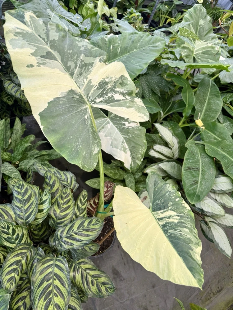Alocasia Macrorrhiza Variegated Live Plant - Rare Indoor Plant - Image 1