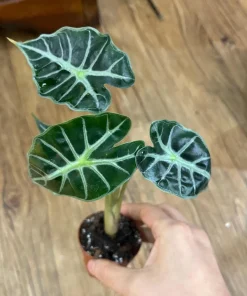 Alocasia Mandalay Live Plant – 2 Pack, 5-9 Inches Tall, Elephant Ear, Variegated Foliage, Indoor/Outdoor - Image 2