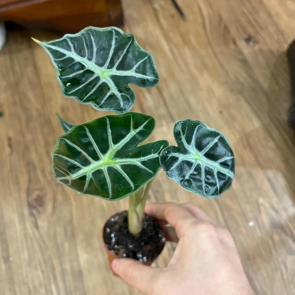 Alocasia Mandalay Live Plant – 2 Pack, 5-9 Inches Tall, Elephant Ear, Variegated Foliage, Indoor/Outdoor - Image 2