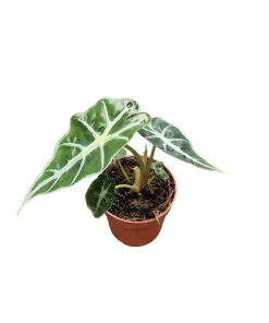 Alocasia Mandalay Live Plant – 2 Pack, 5-9 Inches Tall, Elephant Ear, Variegated Foliage, Indoor/Outdoor - Image 3