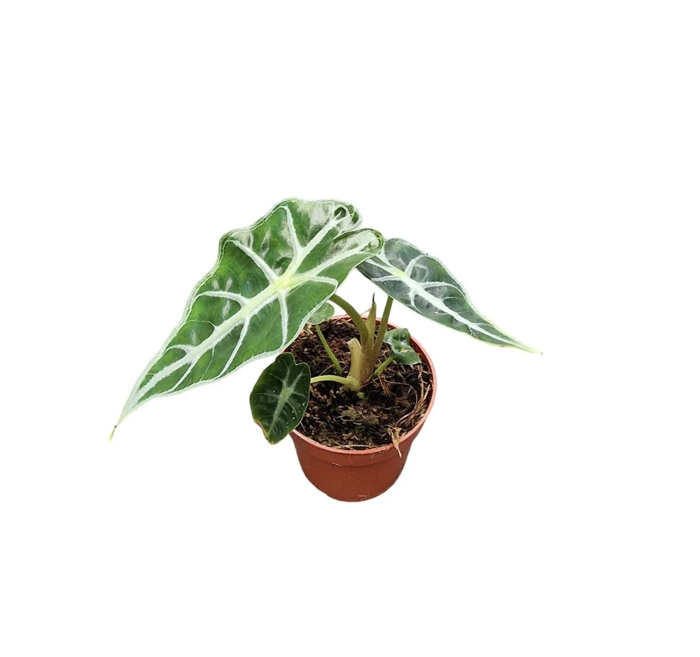 Alocasia Mandalay Live Plant – 2 Pack, 5-9 Inches Tall, Elephant Ear, Variegated Foliage, Indoor/Outdoor - Image 3