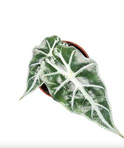 Alocasia Mandalay Live Plant – 2 Pack, 5-9 Inches Tall, Elephant Ear, Variegated Foliage, Indoor/Outdoor - Image 4