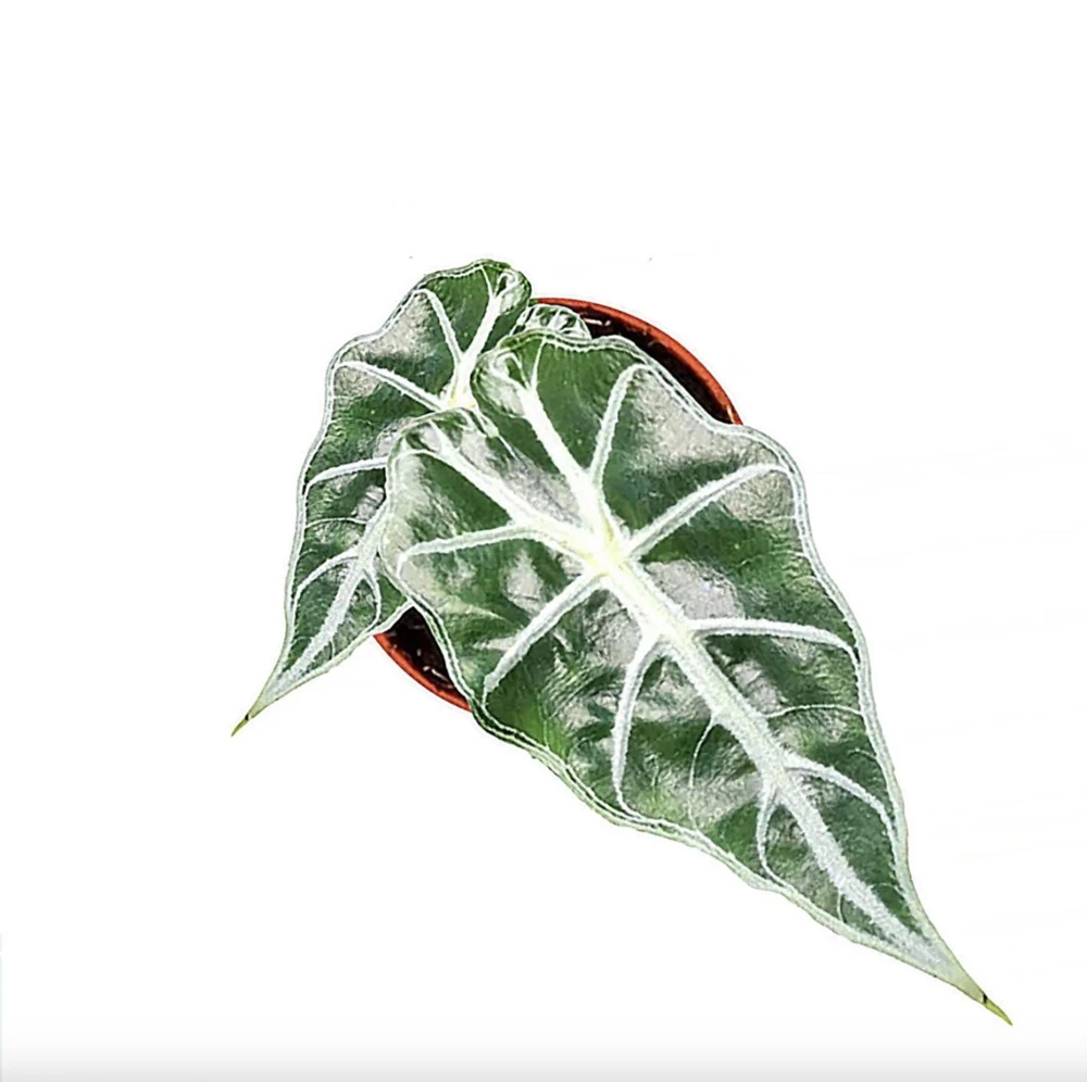 Alocasia Mandalay Live Plant – 2 Pack, 5-9 Inches Tall, Elephant Ear, Variegated Foliage, Indoor/Outdoor - Image 4