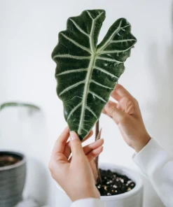 Alocasia Mandalay Live Plant – 2 Pack, 5-9 Inches Tall, Elephant Ear, Variegated Foliage, Indoor/Outdoor - Image 1