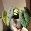 Alocasia Melo Live Plant - Rare Jewel Alocasia Indoor Houseplant - Image 1