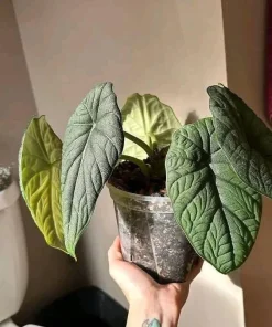 Alocasia Melo Live Plant - Rare Jewel Alocasia Indoor Houseplant - Image 1