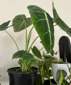 Alocasia Micholitziana Green Velvet Live Plant - Large Elephant Ear, Potted Indoor/Outdoor - Image 2