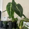 Alocasia Micholitziana Green Velvet Live Plant - Large Elephant Ear, Potted Indoor/Outdoor - Image 1