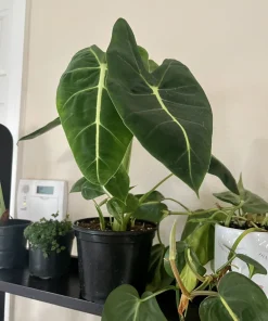 Alocasia Micholitziana Green Velvet Live Plant - Large Elephant Ear, Potted Indoor/Outdoor - Image 1