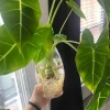Alocasia micholitziana 'Sander' Live Plant – Green Velvet Elephant Ear Houseplant - Image 1
