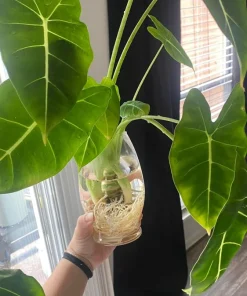Alocasia micholitziana 'Sander' Live Plant – Green Velvet Elephant Ear Houseplant - Image 1