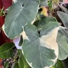 Alocasia Mickey Variegata Live Plant - Rare Indoor Houseplant - Image 1