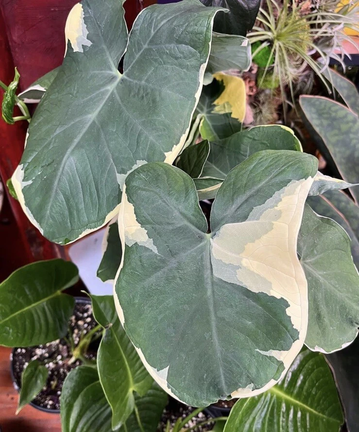 Alocasia Mickey Variegata Live Plant - Rare Indoor Houseplant - Image 1