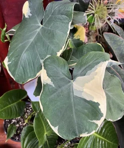 Alocasia Mickey Variegated Live Plant - Rare Elephant Ear Tropical Houseplant - Image 1