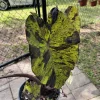 Alocasia Mojito Live Plant - Variegated Elephant Ear Tropical Houseplant - Image 1