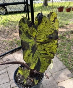 Alocasia Mojito Live Plant - Variegated Elephant Ear Tropical Houseplant - Image 1
