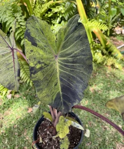 Alocasia Mojito Live Plant - Variegated Elephant Ear Tropical Houseplant - Image 10