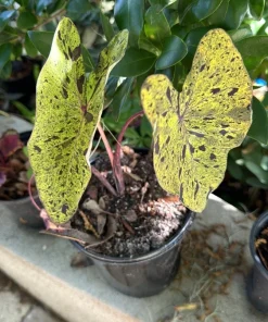 Alocasia Mojito Live Plant - Variegated Elephant Ear Houseplant Indoor - Image 2