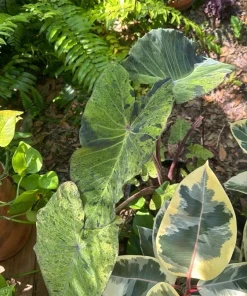 Alocasia Mojito Live Plant – Variegated Elephant Ear Houseplant – Indoor Tropical Plant - Image 2