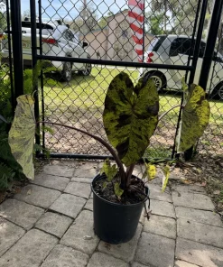 Alocasia Mojito Live Plant - Variegated Elephant Ear Tropical Houseplant - Image 2