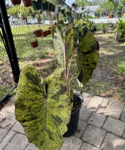 Alocasia Mojito Live Plant - Variegated Elephant Ear Tropical Houseplant - Image 3