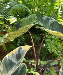 Alocasia Mojito Live Plant – Variegated Elephant Ear Houseplant – Indoor Tropical Plant - Image 3