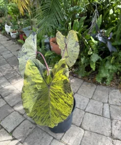 Alocasia Mojito Live Plant - Variegated Elephant Ear Tropical Houseplant - Image 4