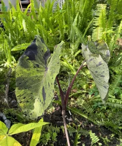Alocasia Mojito Live Plant - Variegated Elephant Ear Houseplant Indoor - Image 4